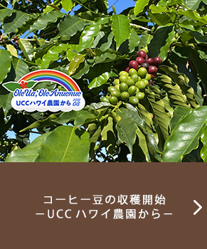 コーヒー豆の収穫開始　−UCCハワイ農園から−